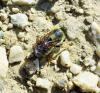 Megachile pyrenaica